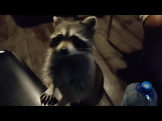 raccoon song