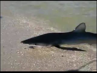sharks in egypt